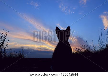 Silhouette of cat at beautiful sunset. Cute cat on the road,sunset background,cat looking. Stray kitten looking at wonderful sunset.