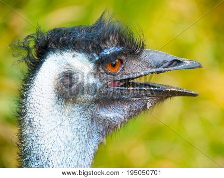 Portrait of emu with open beak. The second largest bird of World endemic to Australia.