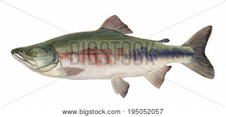 Freshwater Fish Of The Far East - Keta