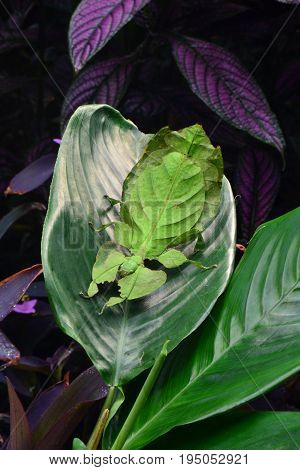 A giant leaf insect arrives in the  gardens and settles on a plant leaf.