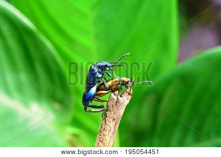 Frog legged leaf beetles aka Sagra bugueti found in the jungles of Southeast Asia.