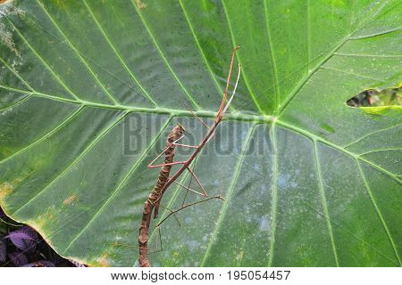 A female and male giant stick insect get it on in the gardens.
