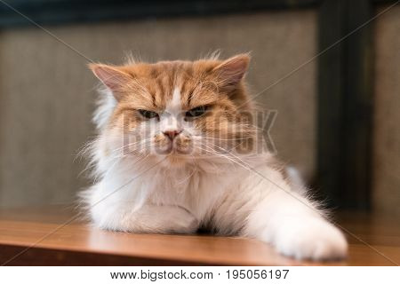 Fluffy ragdoll cat looking angrily after waking up in messy look with a paw in front
