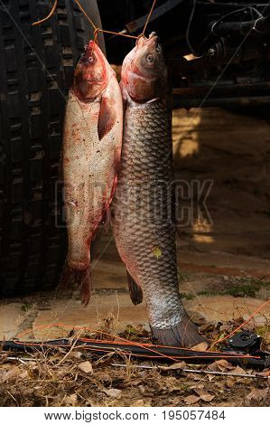 Large fish caught in the river Don in the picturesque place of the reserve in autumn