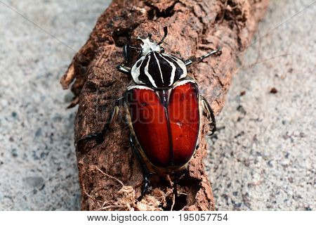 A giant Goliath beetle sits on a log in its environment.