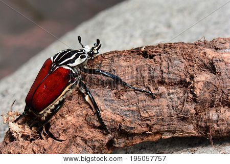 A giant Goliath beetle sits on a log in its environment.