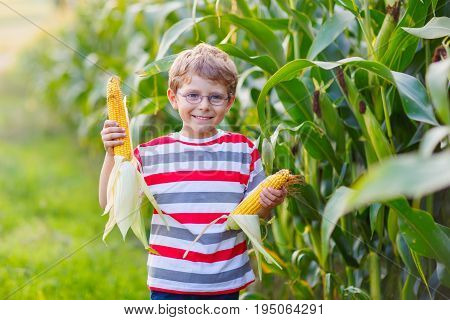 Happy preschool kid boy with glasses holding ears of corn on farm in field, outdoors. Funny child hild having fun with farming and gardening of vegetable. Harvest, Thanksgiving Day.