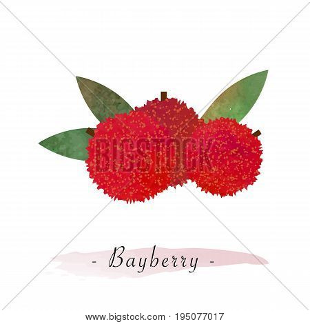 Colorful Watercolor Texture Vector Healthy Fruit Bayberry