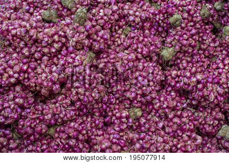 Shallot Healthy vegetables herb. material raw for cooking. texture background. Scientific name Allium ascalonicum.