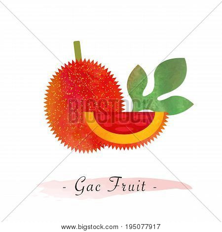 Colorful Watercolor Texture Vector Healthy Gac Fruit