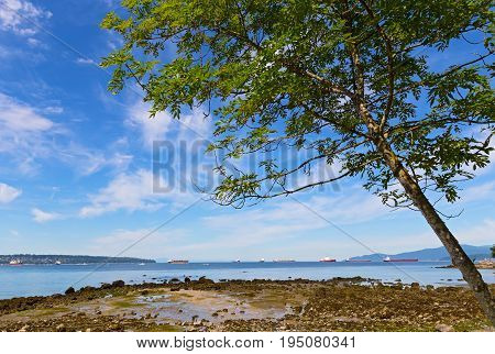 Tree on a beach during low tide against blue sky with clouds. Sea landscape with ships in the roadstead in Vancouver Canada.