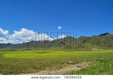 Hills and yellow meadow in Altai mountains. Altay Republic Siberia Russia.