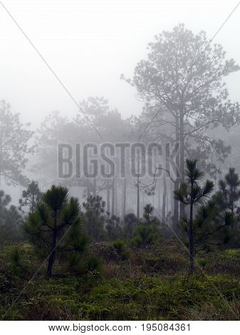 Pine forests on high mountain in Thailand. Thailand have a lot of tropical forests. A few areas that have pine forest