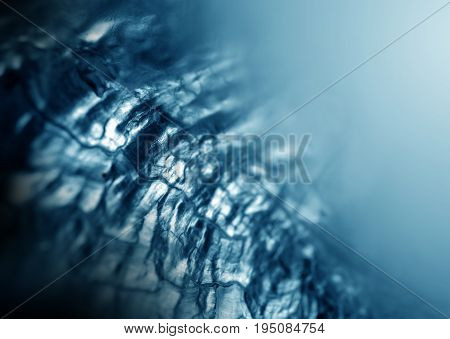 Gemstone Nacre Close Up