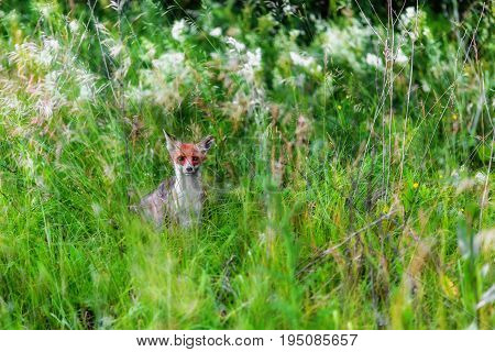 Portrait of fox staring at camera from green grass