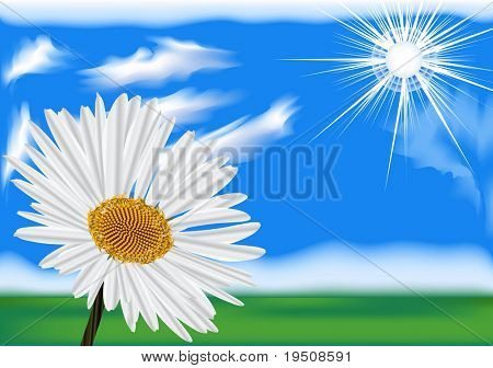 Vektor design. Kamille.  Himmelblå JPG (Se vektor også i min portefølje)
