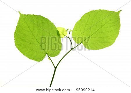 Linden leaves isolated against white background (Tilia)