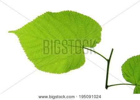 Linden leaves isolated against white background (Tilia)