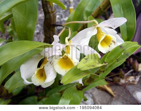 Flower orchid of Dendrobium primulinum, Tropical flower in Thailand.