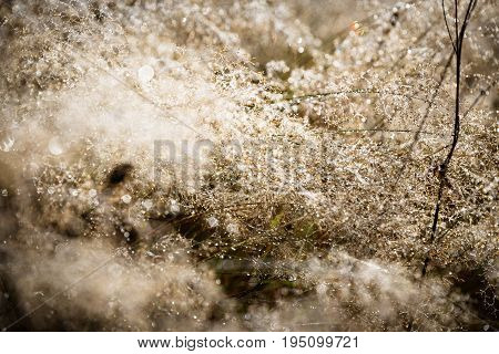 Sunset Meadow With Dew And Dewdrops