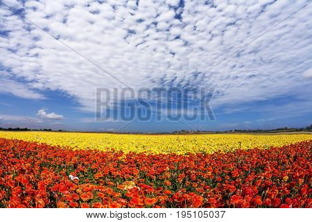 Light cirrus clouds portend a warm day. The magnificent blossoming fields of garden buttercups.  Concept of rural tourism and agrotourism