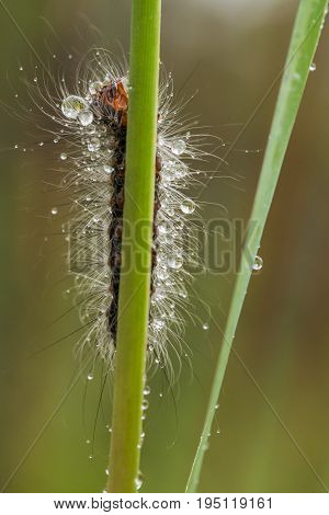 A beautiful fluffy caterpillar on a grass with water droplets. Macro shot.