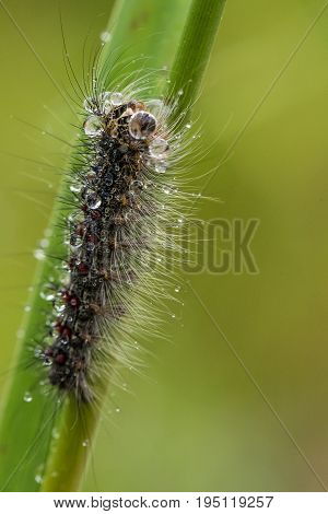 A beautiful fluffy caterpillar on a grass with water droplets. Macro shot.