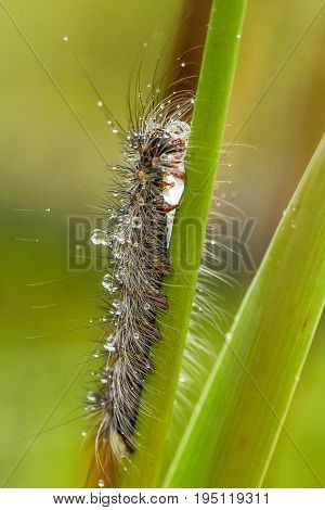 A beautiful fluffy caterpillar on a grass with water droplets. Macro shot.