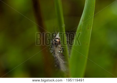 A beautiful fluffy caterpillar on a grass with water droplets. Macro shot.