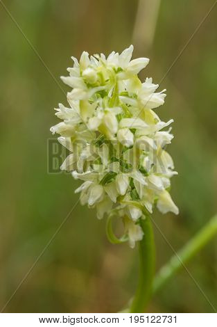 A beautiful rare white wild orchid blossoming in the summer marsh. Closeup macro photo shallow depth of field.