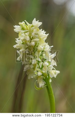 A beautiful rare white wild orchid blossoming in the summer marsh. Closeup macro photo shallow depth of field.