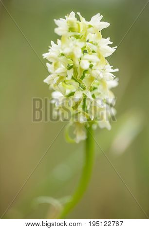 A beautiful rare white wild orchid blossoming in the summer marsh. Closeup macro photo shallow depth of field.