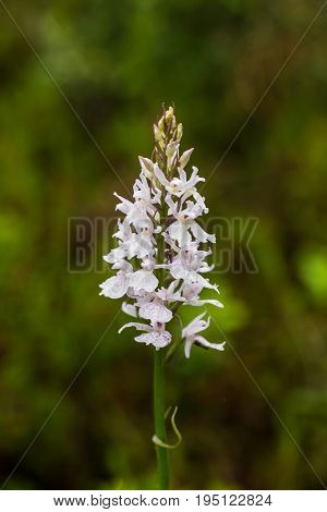 A beautiful rare white wild orchid blossoming in the summer marsh. Closeup macro photo shallow depth of field.