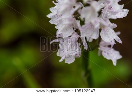 A beautiful rare white wild orchid blossoming in the summer marsh. Closeup macro photo shallow depth of field.