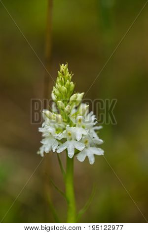 A beautiful rare white wild orchid blossoming in the summer marsh. Closeup macro photo shallow depth of field.