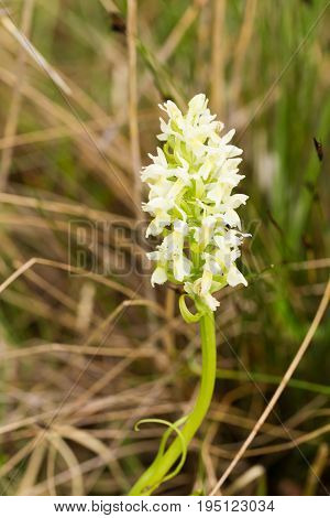 A beautiful rare white wild orchid blossoming in the summer marsh. Closeup macro photo shallow depth of field.