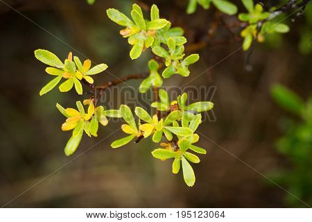 Beautiful fresh vibrant leaves of a bog myrtle after the rain. Shallow depth of field closeup macro photo.