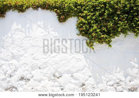 White stone wall with green vegetation. Background texture of stone and leaves.