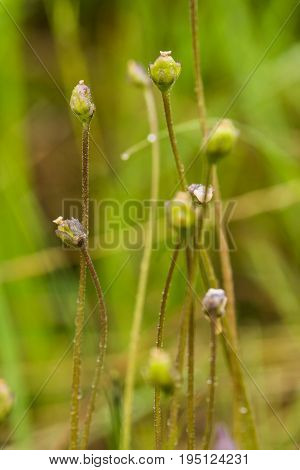 A beautiful vibrant details of a common butterwort flowers in marsh after the rain. Shallow depth of field macro closeup photo.