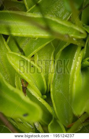 A beautiful vibrant details of a common butterwort flowers in marsh after the rain. Shallow depth of field macro closeup photo.