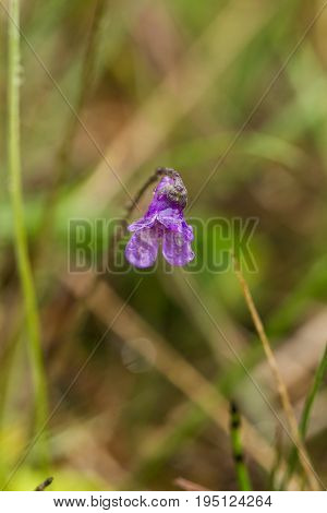 A beautiful vibrant details of a common butterwort flowers in marsh after the rain. Shallow depth of field macro closeup photo.