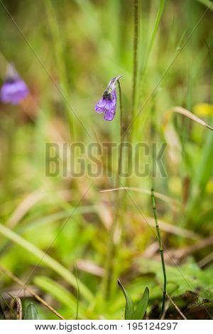 A beautiful vibrant details of a common butterwort flowers in marsh after the rain. Shallow depth of field macro closeup photo.