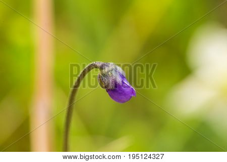 A beautiful vibrant details of a common butterwort flowers in marsh after the rain. Shallow depth of field macro closeup photo.