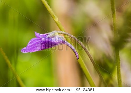 A beautiful vibrant details of a common butterwort flowers in marsh after the rain. Shallow depth of field macro closeup photo.