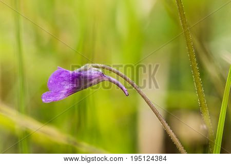 A beautiful vibrant details of a common butterwort flowers in marsh after the rain. Shallow depth of field macro closeup photo.