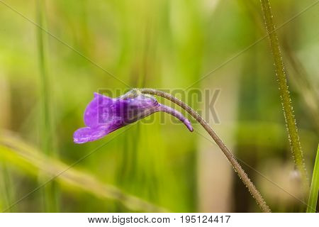 A beautiful vibrant details of a common butterwort flowers in marsh after the rain. Shallow depth of field macro closeup photo.