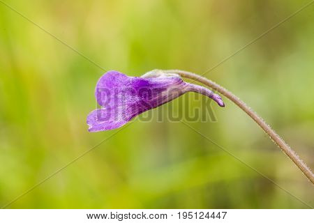 A beautiful vibrant details of a common butterwort flowers in marsh after the rain. Shallow depth of field macro closeup photo.