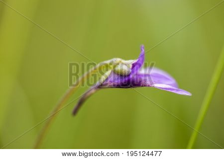 A beautiful vibrant details of a common butterwort flowers in marsh after the rain. Shallow depth of field macro closeup photo.