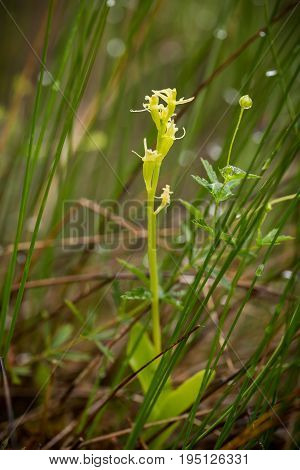 A beautiful rare fen orchid blossoming in the summer marsh. Closeup macro photo shallow depth of field.