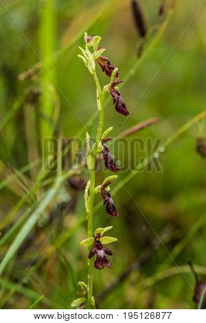 A beautiful rare wild orchid flowering in the marsh in summer after the rain. Closeup macro photo shallow depth of field.